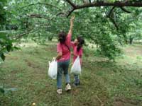 梅の収穫をする参加者