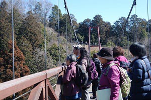 吊り橋から樹木上部を観察するの画像