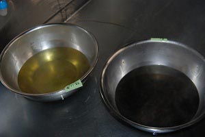 生葉煮出し液 蓼藍（左）と琉球藍（右）の画像