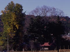 ​椿名神社の大イチョウ・大ケヤキの画像
