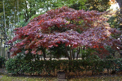 和室前の楓の紅葉の様子