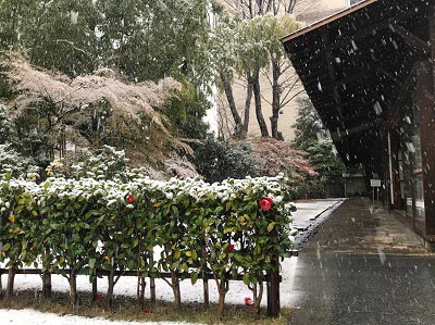 雪が降る旧井上邸の生け垣の椿