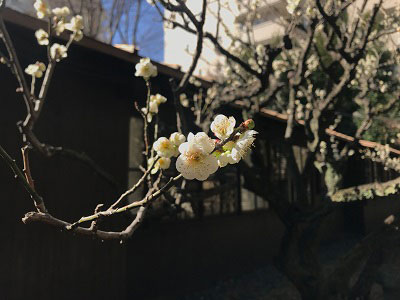 2月19日の北側の梅の花2