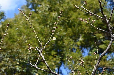 庭園北側の梅の木