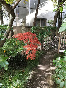12月6日、お茶室近くの楓の画像