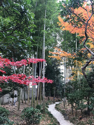 12月7日の竹林付近の紅葉の様子