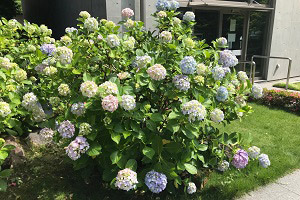 庭園の紫陽花 