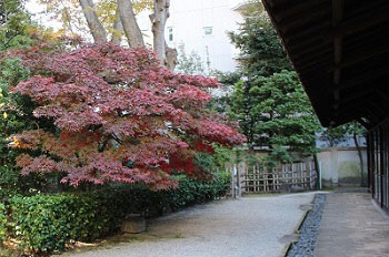 和室前の楓の紅葉の様子