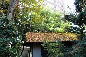 仏間の屋根に葉が積もった様子