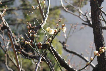 北側の梅の木の花1