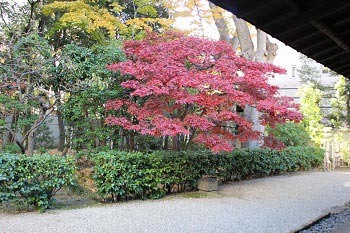和室の前の楓の木