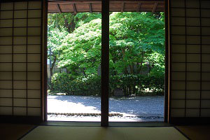 和室から見られる楓の景色