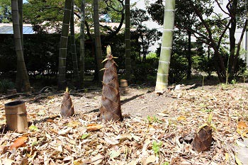 竹林の中に生えたタケノコ