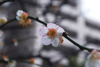 花びらの先がピンクの梅の花の写真