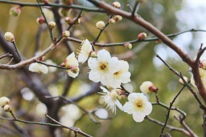 楓の横の梅の花アップ