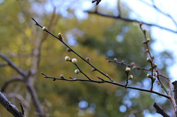 白い部分が増えた梅のつぼみ