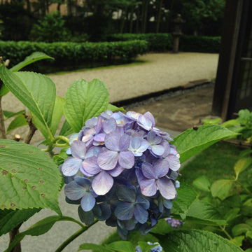2014年7月紫陽花