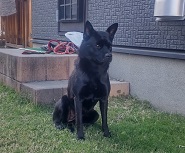 黒い犬の写真　正面
