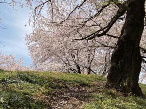 満開の桜と元島名将軍塚古墳