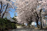 千本桜の画像