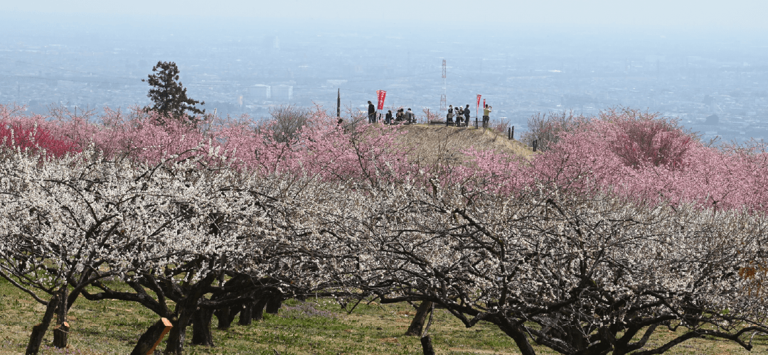 箕郷梅林の画像