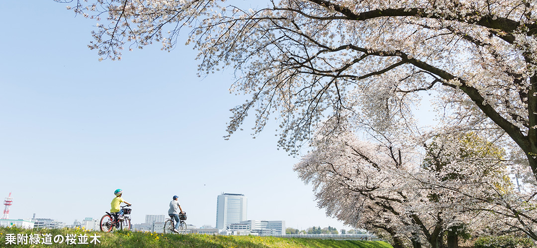 観光サイトバナー2（堤防の桜）