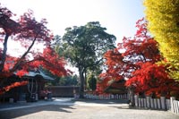 少林山達磨寺の紅葉