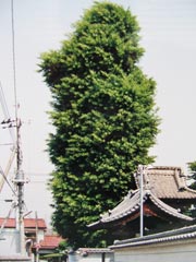 大銀杏（浄泉寺）の画像