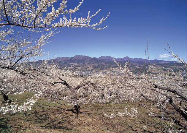 榛名梅林の画像