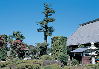 仁叟寺のカヤの画像