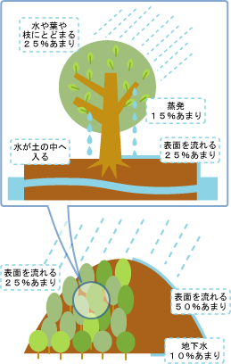 かん養林の仕組み