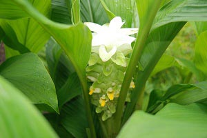 ウコンの花の写真