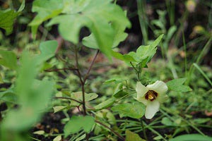 和綿の花の写真