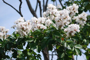 サルスベリ(白花)の写真