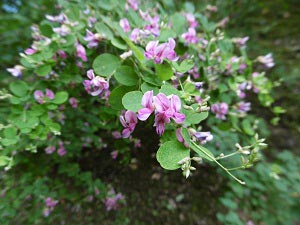 萩の花の写真の画像2