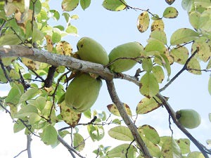 カリンの写真の画像2