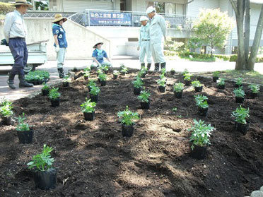 マリーゴールドを花壇に植える様子