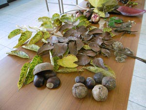 木の実と葉の写真