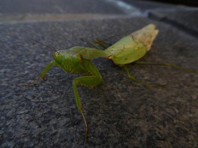 カマキリの写真