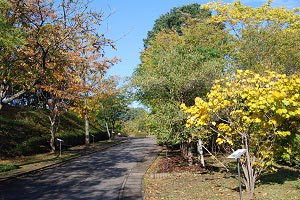 園内紅葉の写真