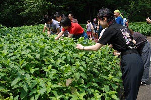 染色に必要な量のタデアイを摘むの画像