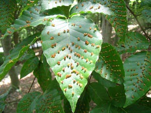 ブナの葉に付いた虫こぶの画像