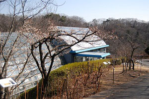 梅の花の様子