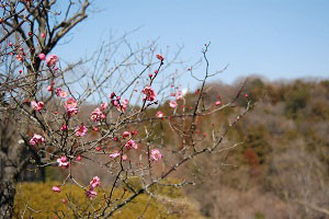 紅梅の花の様子