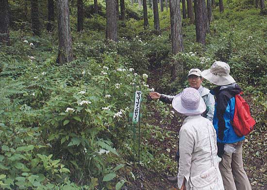 倉渕ヤマアジサイの会の活動の様子