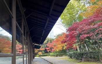 南面のガラス戸に映る紅葉