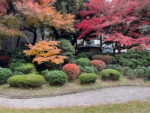 茶室周辺の植えこみ