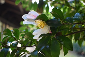 庭園西側の花