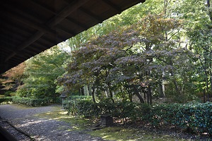 軒下から見た庭園の木々