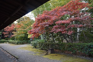 軒下からみた紅葉後の木々